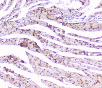 Anti-Connexin 43/GJA1 Antibody