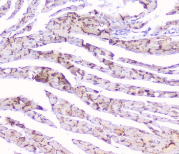 Connexin 43/GJA1 Antibody