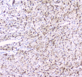 Anti-Connexin 43/GJA1 Antibody