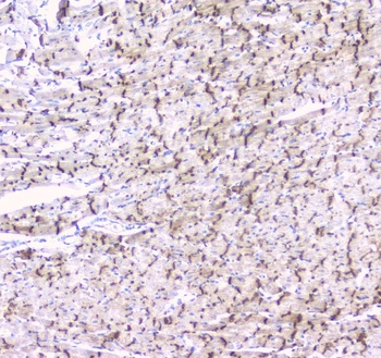 Connexin 43/GJA1 Antibody