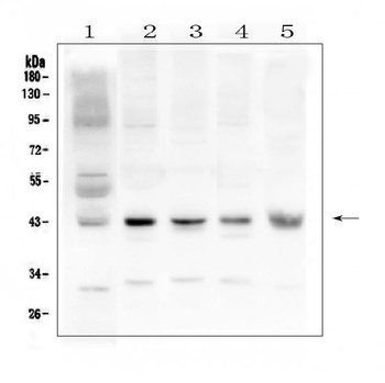 Anti-Connexin 43/GJA1 Antibody