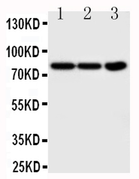 TrkA/NTRK1 Antibody