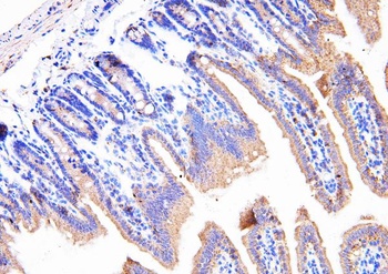 Anti-Cyclophilin B/PPIB Antibody