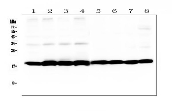 Cyclophilin B/PPIB Antibody