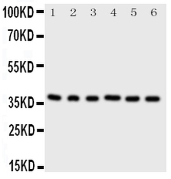 Cyclin-dependent kinase 7 Cdk7 Rabbit Polyclonal Antibody