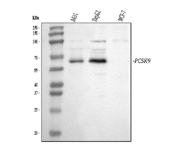 PCSK9 Antibody