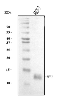 Anti-TFF1 Antibody