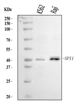 PU.1/SPI1 Antibody