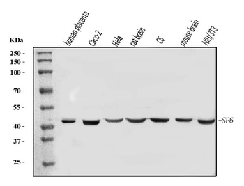 Anti-SP6 Antibody