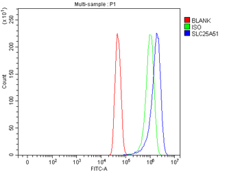 SLC25A51/52 Antibody