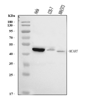 SLC25A51/52 Antibody