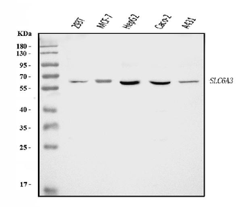 Anti-Dopamine Transporter/SLC6A3 Antibody