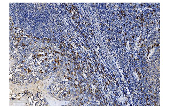 Anti-SLAM/CD150/SLAMF1 Antibody