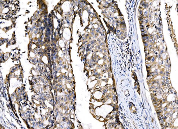 Anti-Sigma1-receptor/SIGMAR1 Antibody