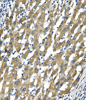 Anti-Sigma1-receptor/SIGMAR1 Antibody