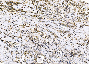 Anti-Sigma1-receptor/SIGMAR1 Antibody