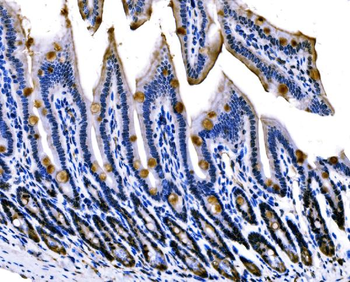 Anti-Sigma1-receptor/SIGMAR1 Antibody
