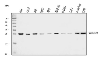 Anti-Sigma1-receptor/SIGMAR1 Antibody