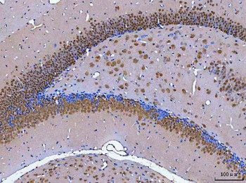 Anti-NeuN/Rbfox3 Antibody