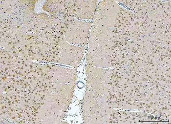 Anti-NeuN/Rbfox3 Antibody