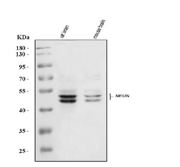 NeuN/Rbfox3 Antibody