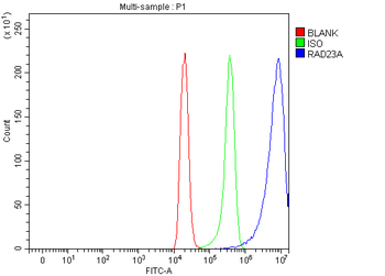 Anti-hHR23A/RAD23A Antibody