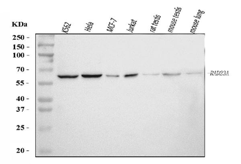 Anti-hHR23A/RAD23A Antibody