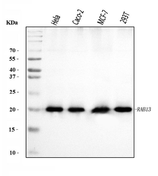 Anti-RAB13 Antibody