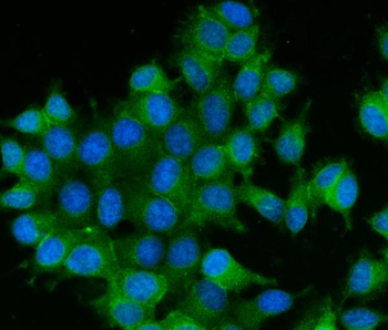 Anti-RAB13 Antibody