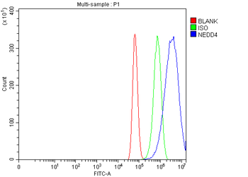 Anti-NEDD4 Antibody