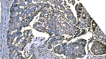 Anti-NEDD4 Antibody