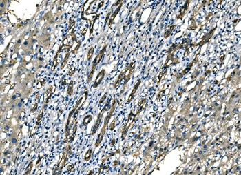 Anti-NEDD4 Antibody