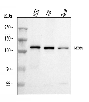 Anti-NEDD4 Antibody
