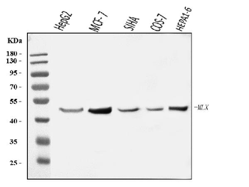 Anti-MLX Antibody