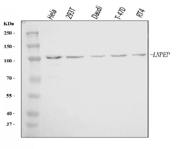 Anti-LNPEP Antibody
