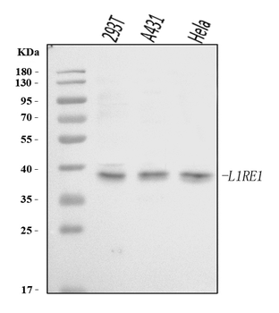 L1RE1 Rabbit Polyclonal Antibody