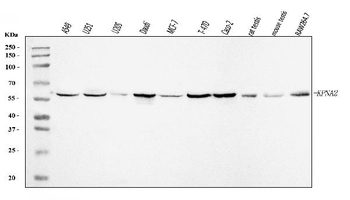 Anti-KPNA2 Antibody