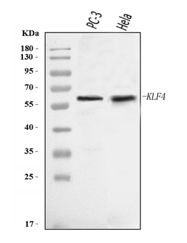 Anti-KLF4 Antibody