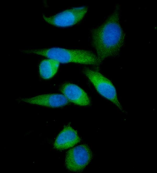 Anti-IMPDH1 Antibody