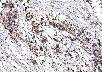 Anti-IMPDH1 Antibody