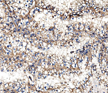Anti-IMPDH1 Antibody