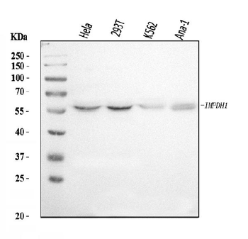 Anti-IMPDH1 Antibody