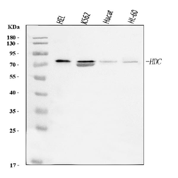 Anti-Histidine decarboxylase/HDC Antibody