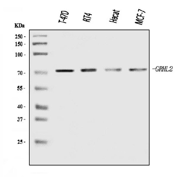 GRHL2 Antibody