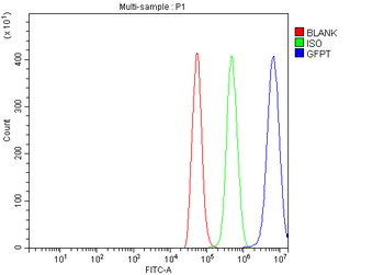 Anti-GFPT1 Antibody