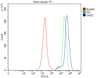GAS2 Rabbit Polyclonal Antibody