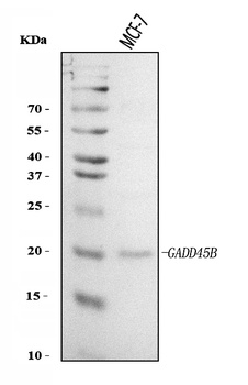 GADD45B Antibody