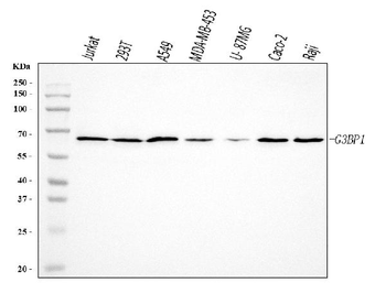 Anti-G3BP/G3BP1 Antibody