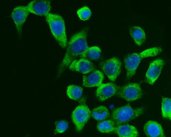 Anti-G3BP/G3BP1 Antibody