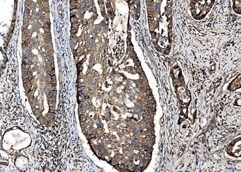 Anti-G3BP/G3BP1 Antibody